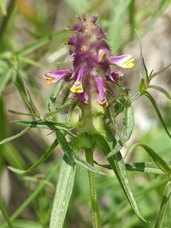 Melampyrum cristatum