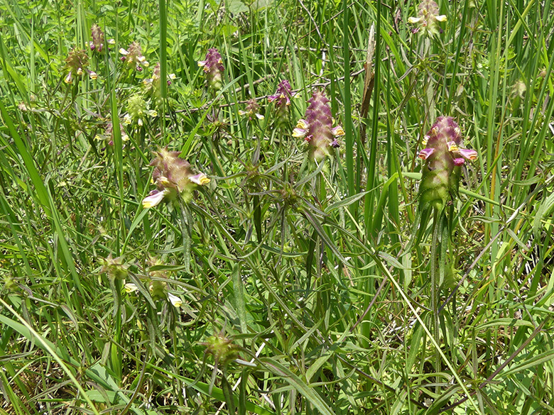 Melampyrum cristatum