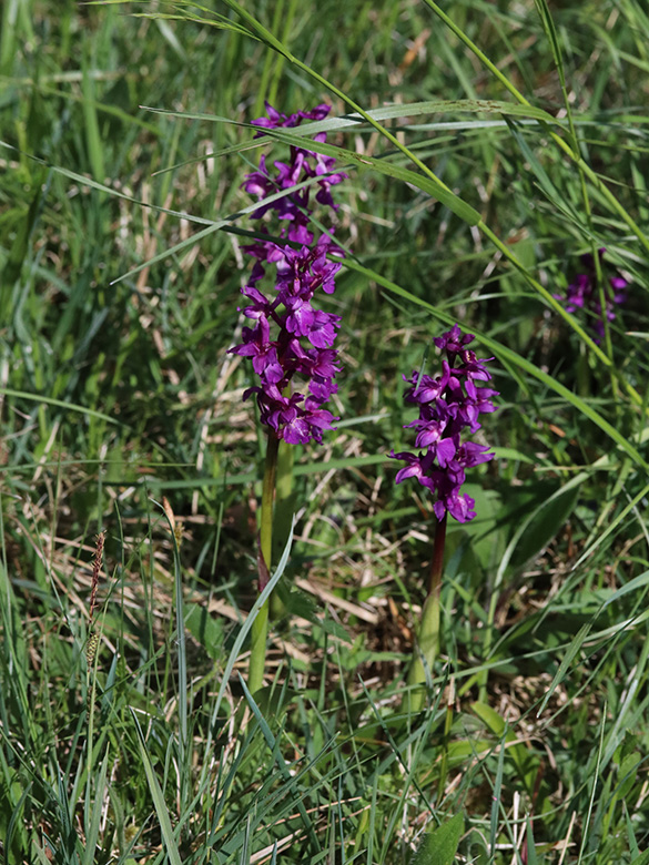 Orchis mascula