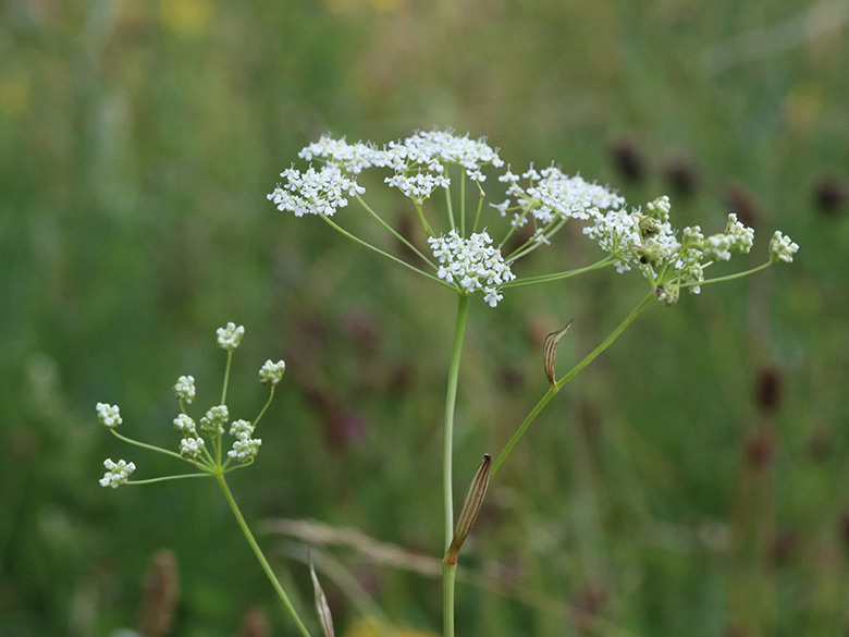 Pimpinella saxifraga