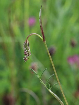 Pimpinella saxifraga