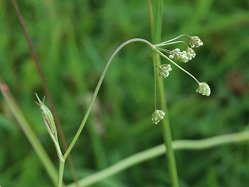 Pimpinella saxifraga