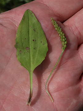 Plantago uliginosa