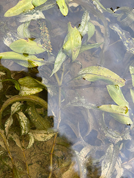 Potamogeton alpinus