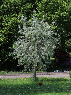 Pyrus salicifolia
