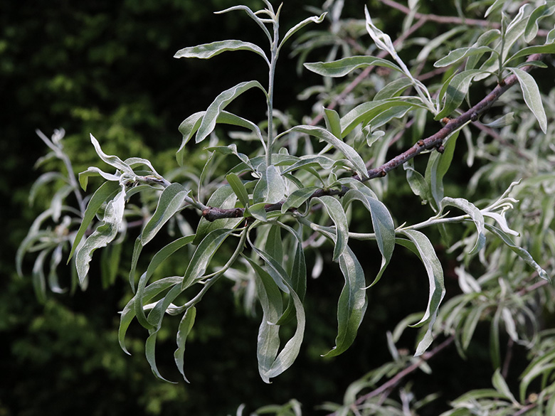 Pyrus salicifolia