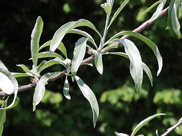 Pyrus salicifolia