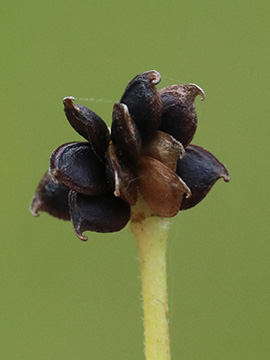 Ranunculus acris