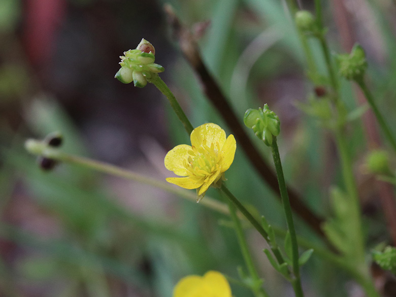 Ranunculus sardous