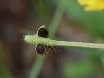 Ranunculus sardous