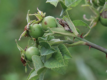 Rosa tomentosa