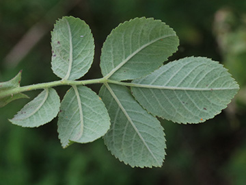 Rosa tomentosa
