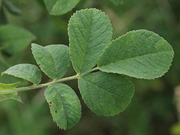 Rosa tomentosa