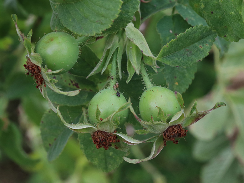 Rosa tomentosa