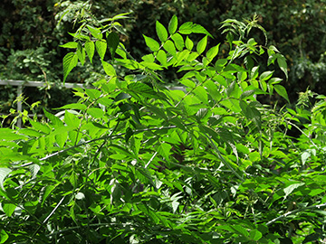 Rubus cockburnianus