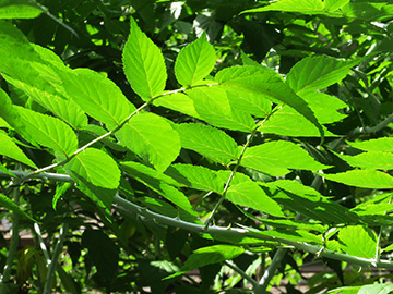 Rubus cockburnianus