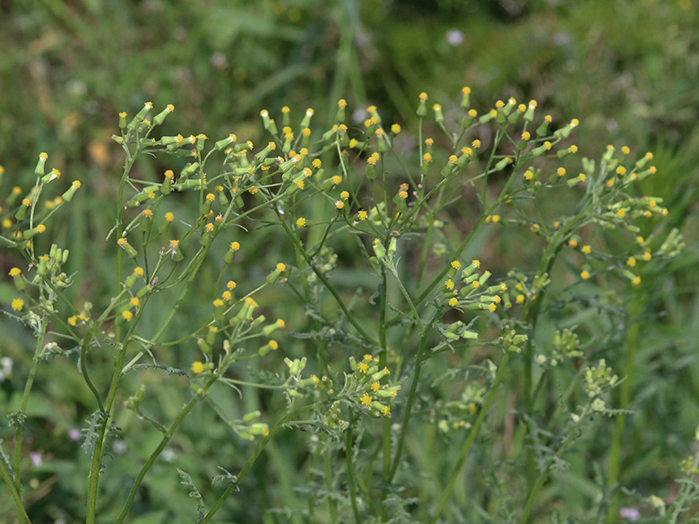 Senecio sylvaticus