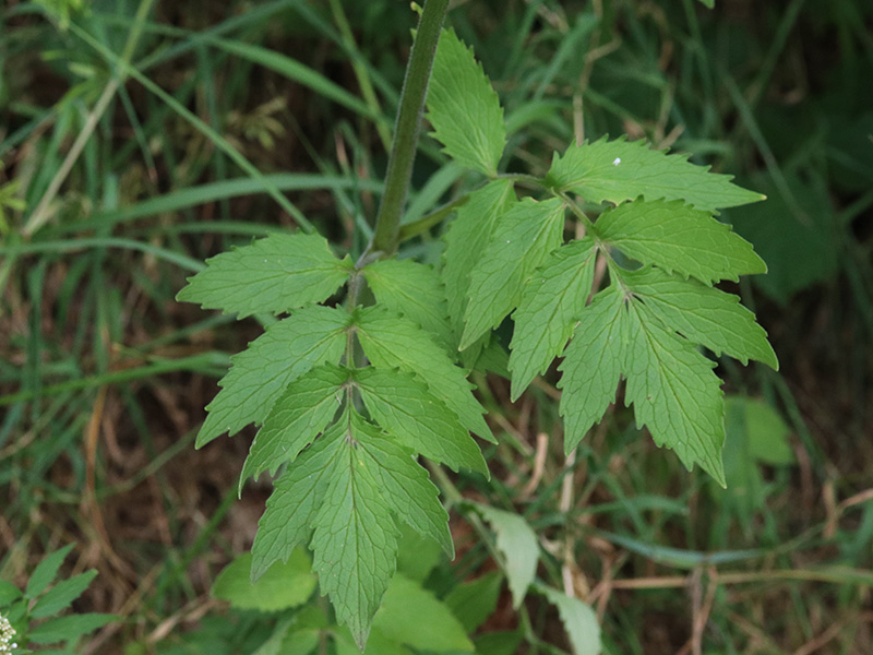 Valeriana excelsa