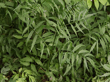 Valeriana excelsa