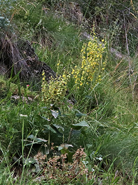 Verbascum chaixii