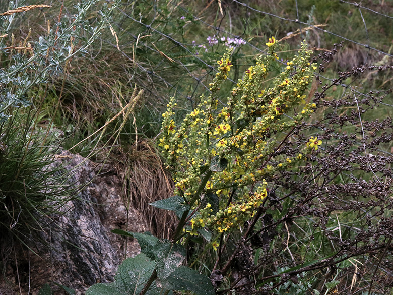 Verbascum chaixii
