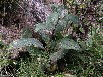Verbascum chaixii