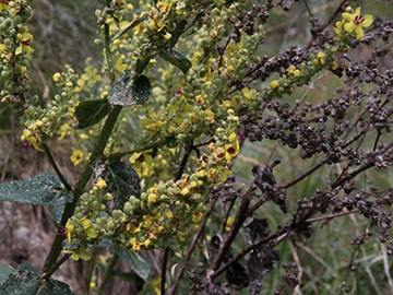 Verbascum chaixii