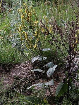 Verbascum chaixii