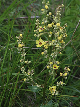 Verbascum chaixii