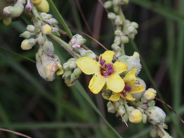 Verbascum chaixii