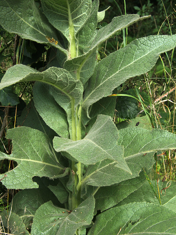 Verbascum densiflorum