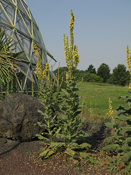 Verbascum densiflorum