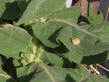 Verbascum densiflorum