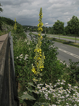 Verbascum densiflorum