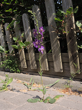 Verbascum phoeniceum phoeniceum