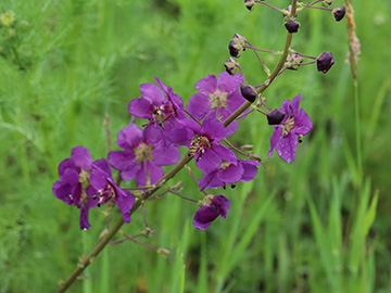 Verbascum phoeniceum phoeniceum