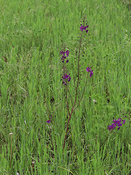 Verbascum phoeniceum phoeniceum