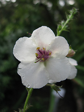 Verbascum phoeniceum albiflorum