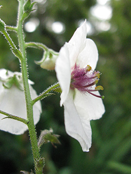 Verbascum phoeniceum albiflorum