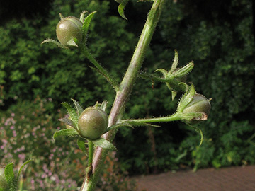 Verbascum phoeniceum albiflorum