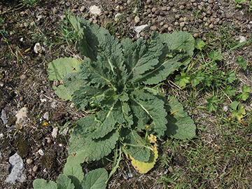 Verbascum virgatum