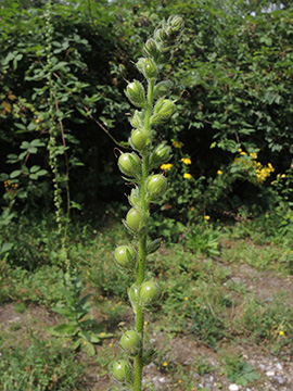 Verbascum virgatum