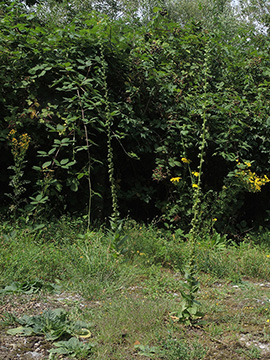 Verbascum virgatum