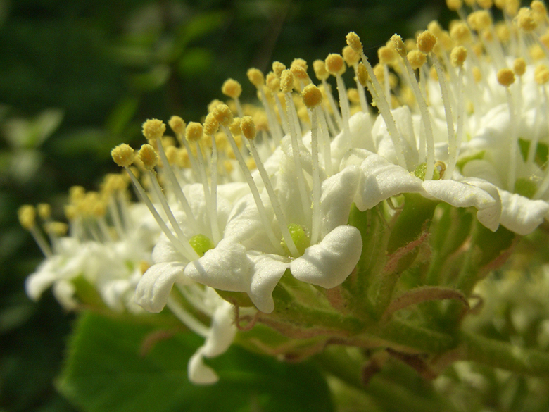 Viburnum lantana