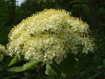 Viburnum lantana