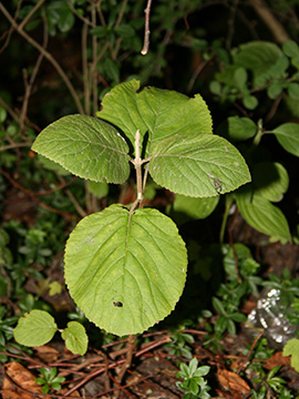 Viburnum lantana