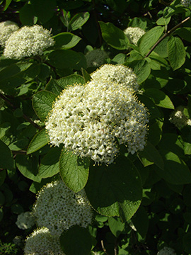 Viburnum lantana