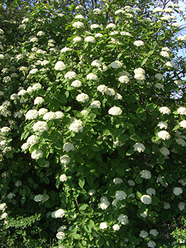 Viburnum lantana