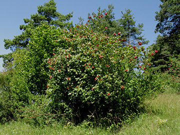 Viburnum lantana