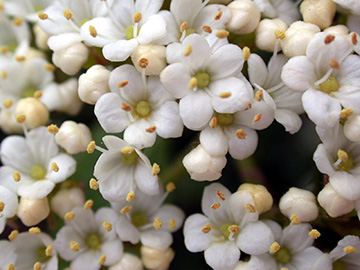 Viburnum lantana